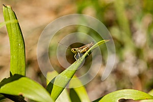 Green grasshopper sitting on green leaf