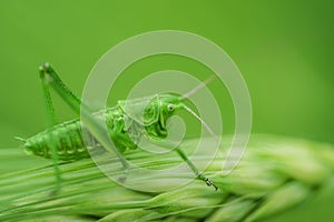 A green grasshopper is sitting on a green leaf. Grasshopper in nature.