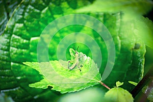 A green grasshopper sitting on a green leaf.