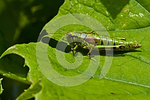 Green grasshopper sitting on a leaf