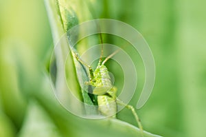 Green grasshopper sitting on a leaf