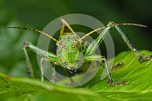 A green grasshopper is sitting on a leaf