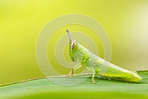 green grasshopper sitting on a leaf,