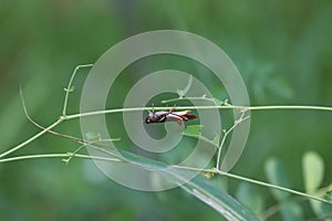 green grasshopper sitting on a leaf, small grasshopper, selected focus, grasshopper in the garden - Image