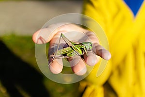 Green grasshopper sitting on palm of human hand