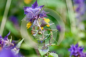 Green grasshopper sitting on a purple flower