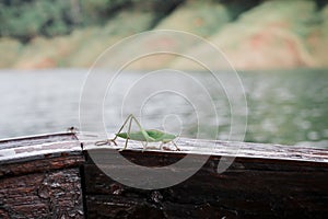 A green grasshopper standing on tourism boat.Great Green Bush-Cricket shed skin Ecdysis