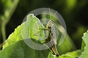 Green grasshopper with strong legs. Macro photo of a sunny meadow