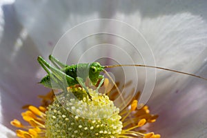 Green grasshopper Tettigonia viridissima on a flower, wildlife, macro