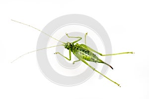 A Green Grasshopper on white