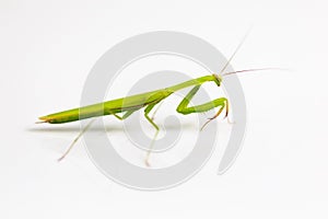 Green grasshopper on white background.