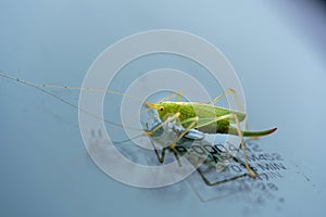 Green grasshopper is on a windshield and eats the remains of insects