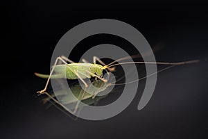 Green grasshopper is on a windshield and eats the remains of insects