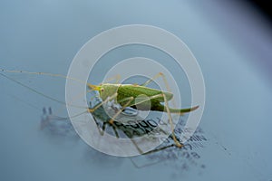green grasshopper is on a windshield and eats the remains of insects