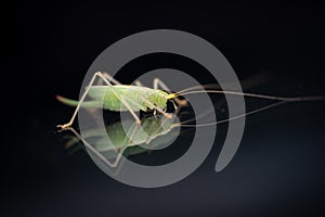 green grasshopper is on a windshield and eats the remains of insects