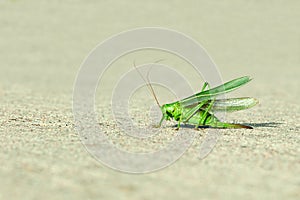 Green grasshopper wings raised
