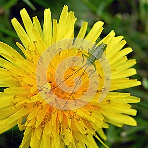 Green grasshopper on yellow flower