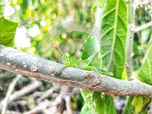 green grasshoppers on green tree trunks antena