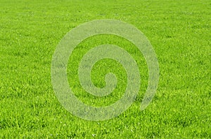 Green grassland texture