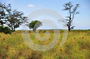 Green grassland and tree for relax place