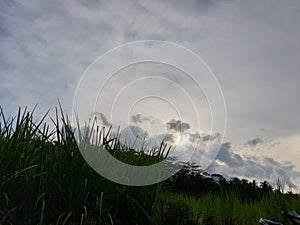 Green grassland under the blue sky and cloudy And there is sunshine