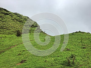 Green grasslands on the meadows of Kodachadri
