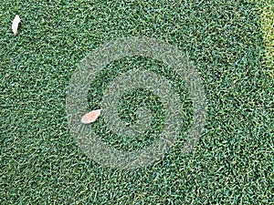 A green grassy background with a few dried brown leaves