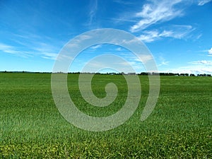 Green grassy farm field