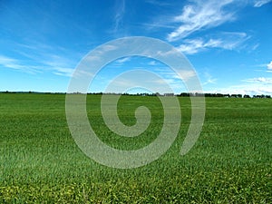 Green grassy farm field photo