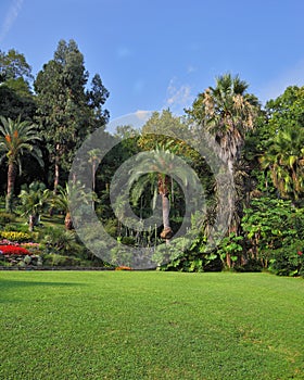 The green grassy lawn in an exotic park