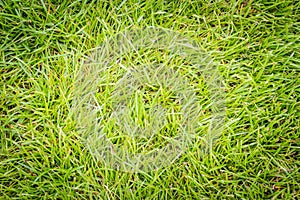 Green grassy texture in nature background. Fresh green lawn in the backyard for background. Green grassy background vignette or