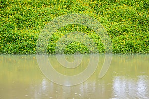 Green grassy texture in nature background. Fresh green lawn in the backyard for background. Green grassy background vignette or