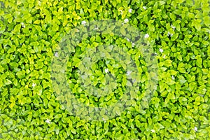 Green grassy texture in nature background. Fresh green lawn in the backyard for background. Green grassy background vignette or