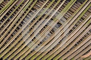 Green gray dry palm leaves closeup. intersecting lines. natural surface texture