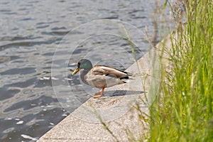 Green and gray duck on the concrete embankment
