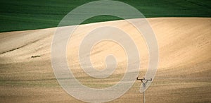 Green and gray spring field abstract background