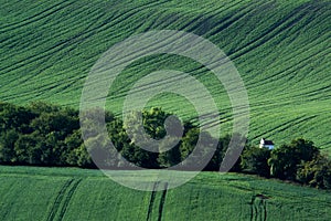 Green and gray spring field abstract background