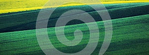 Green and gray spring field abstract background