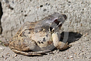 Green-gray toad frog sits on a stone