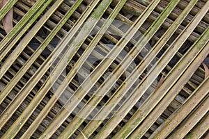 Green gray yellow dry intersecting palm leaves close-up. natural surface texture