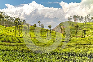 Green and green again at Haputale in Sri Lanka