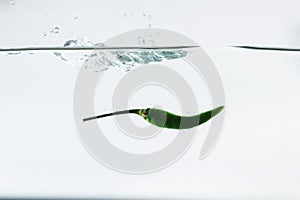 Green green chilli, water splashes, solated on a white background
