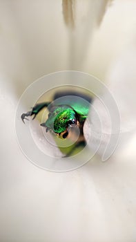 A green green rose chafer Cetonia aurata sitting on a flower petals.