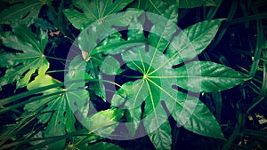 Green, greener, the greenest