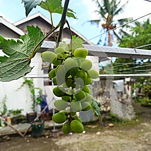 Green grepes in the yard