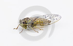 Green, grey and brown hieroglyphic cicada fly - Neocicada hieroglyphica - side profile view isolated on white background