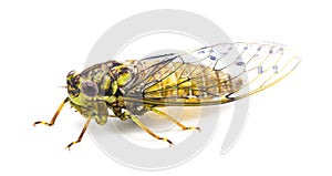 Green, grey and brown hieroglyphic cicada fly - Neocicada hieroglyphica - side profile view isolated on white background