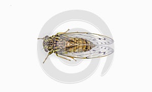 Green, grey and brown hieroglyphic cicada fly - Neocicada hieroglyphica - top dorsal view isolated on white background