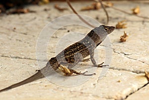 Green grey lizard