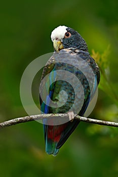 Green and grey parrot, White-crowned Pionus, White-capped Parrot, Pionus senilis, in Costa Rica. Lave on the tree. Parrots photo